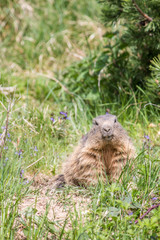Naklejka na ściany i meble marmot on the grass on the ground