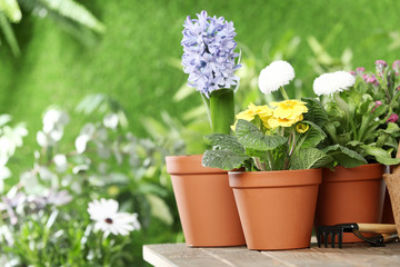 Potted blooming flowers and gardening equipment on wooden table, space for text