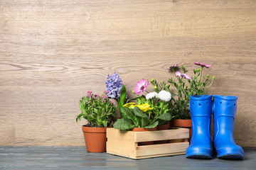 Blooming flowers in pots and gardening equipment on table, space for text