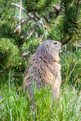 marmot in the grass from behind looking right