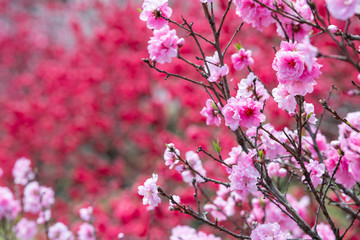 昼神温泉郷　花桃