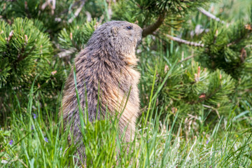 Naklejka na ściany i meble marmot in the grass from behind
