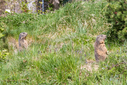 two marmots in the forest