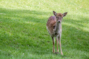 fallow deer in the grass