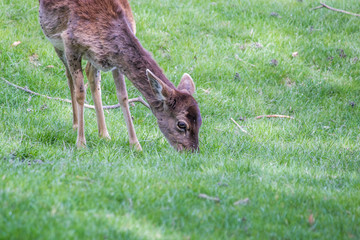 fallow deer in the grass