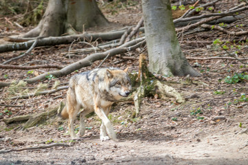 wolf in the forest