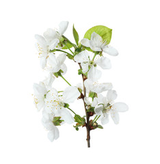 Obraz premium Beautiful fresh spring flowers on white background