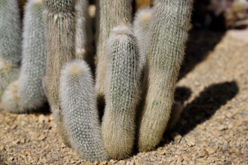 Close-up of cactus exotic plant with sharp spines