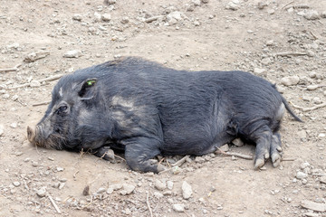 big pig in the mud