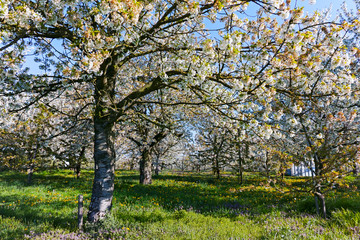 Spring blossom of cherry trees in orchard, fruit region Haspengouw in Belgium