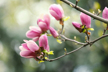 Magnolia tree with beautiful flowers outdoors, closeup. Amazing spring blossom