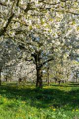 Fototapeta premium Spring blossom of cherry trees in orchard, fruit region Haspengouw in Belgium