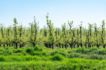 Rows of pear trees in orchard, fruit region Haspengouw in Belgium