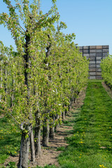 Fototapeta na wymiar Rows of pear trees in orchard, fruit region Haspengouw in Belgium