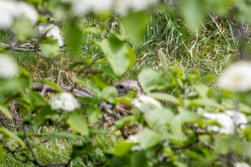 marmot behind the tree
