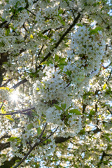 Spring blossom of cherry trees in orchard, fruit region Haspengouw in Belgium