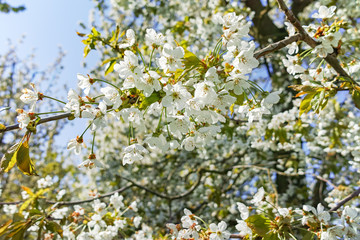 Spring blossom of cherry trees in orchard, fruit region Haspengouw in Belgium