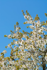 Spring blossom of cherry trees in orchard, fruit region Haspengouw in Belgium