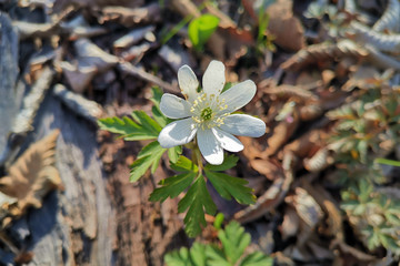 Flowers of Amur verovatnoca