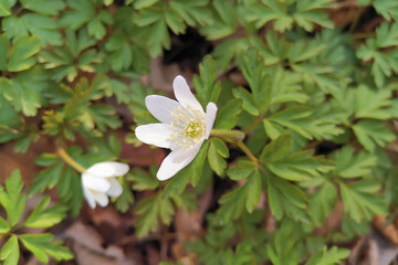 Flowers of Amur verovatnoca