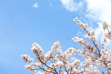 Japanese cherry blossom flower nature background Kanazawa Japan