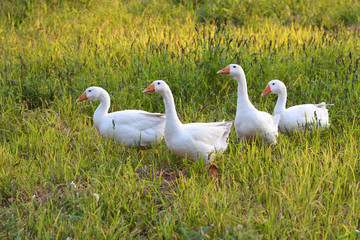 four geese on green grass