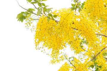Beautiful of cassia fistula blooming on tree isolated on white background