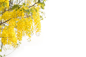 Beautiful of cassia fistula blooming on tree isolated on white background, Thailand national tree.