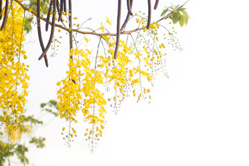 Beautiful of cassia fistula blooming on tree isolated on white background, Thailand national tree.
