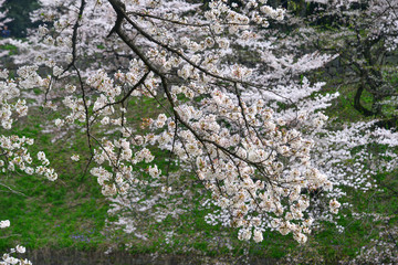 Cherry blossom in Tokyo, Japan