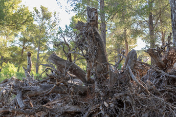 Detalle de árbol muerto