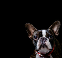 Portrait boston terrier pure breed black background closeup