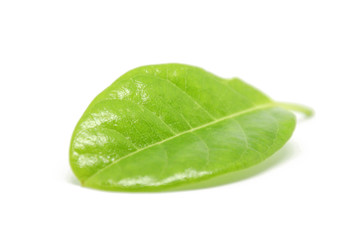 Leaves on a white background