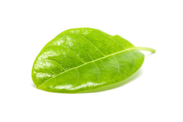 Leaves on a white background