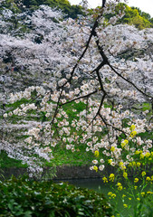 Fototapeta premium Cherry blossom in Tokyo, Japan