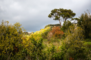 This is a capture of a landscape taken in Lebanon during spring 2019 and you can see the beautiful colors of nature