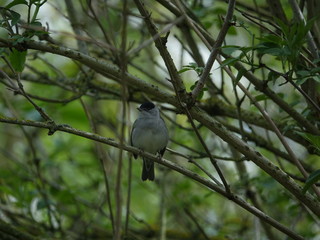 male blackcap ( Sylvia Atricapilla)