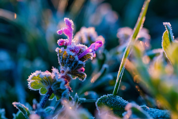 Close up plant under hoar frost in the morning in spring field