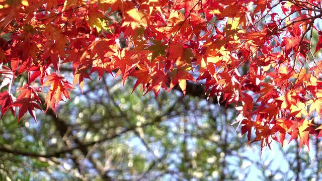 Colorful japanese maple (Acer palmatum) leaves during momiji season at Kinkakuji garden, Kyoto, Japan