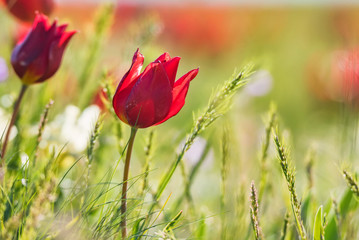 Close up Schrenck's tulips or Tulipa Tulipa schrenkii in the steppe