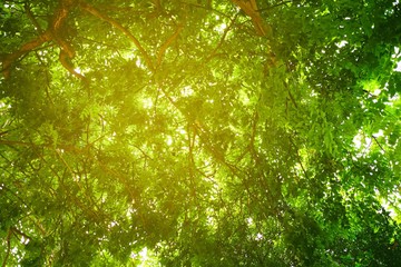 Bottom View of Tree with Light Leak in Springtime.