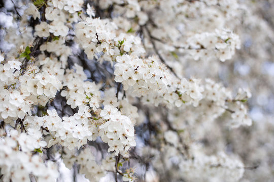 Cherry blossom in spring, Cherry white flower, branch