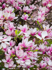 Beautiful purple magnolia flowers in the spring season on the magnolia tree. Pink bloom.