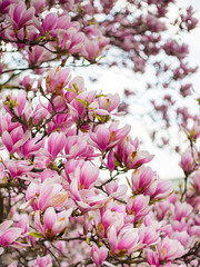 Fototapeta na wymiar Beautiful purple magnolia flowers in the spring season on the magnolia tree. Pink bloom.