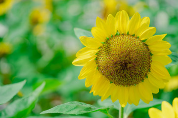 japanese tone sun flower with green grass background