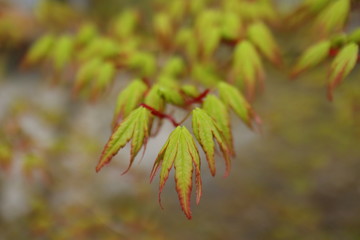 Maple's young leaves, looking like baby's little hands