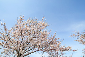 Japanese cherry blossom flower nature blue sky background