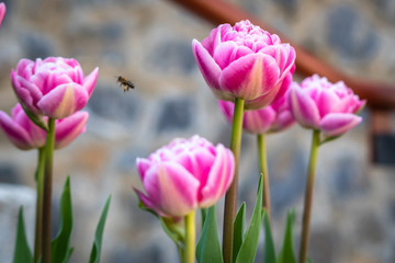 Pink tulips in the park in spring