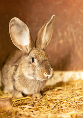 rabbit in a cage