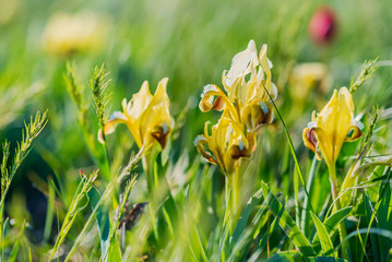 Beautiful wild yellow irises blossoming in spring steppe background